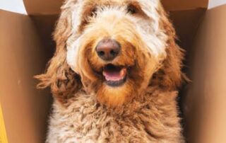 hondje verhuizen